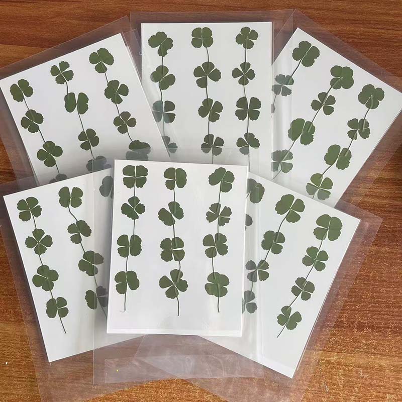 48PCS,60PCS,120PCS/Dry Press G - Red Clover Flower ulasan dan harga