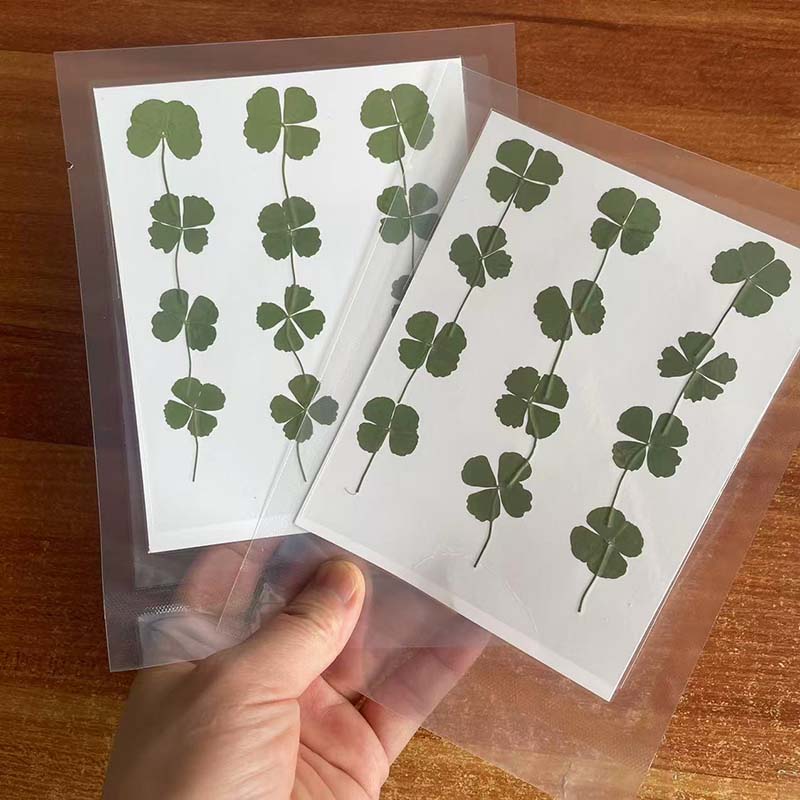 48PCS,60PCS,120PCS/Dry Press G - Red Clover Flower ulasan dan harga