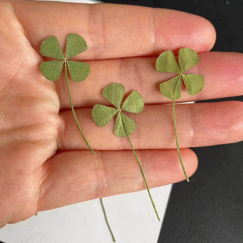 48PCS,60PCS,120PCS/Dry Press G - Red Clover Flower ulasan dan harga